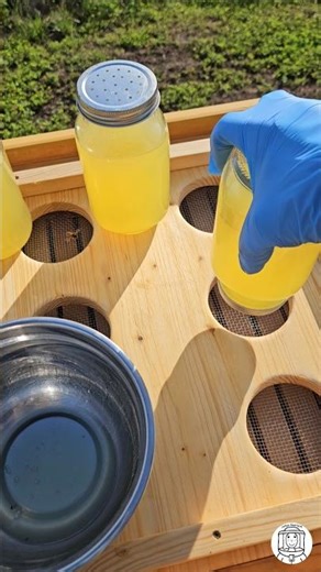 Feeding Bees with Sugar Syrup 🐝🥤 | Mason Jar Method #beekeeper #beekeeping #bee #apicultura #farming