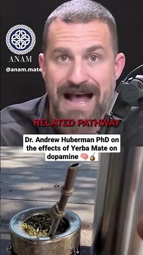 The effects of Yerba Mate on dopamine! (Dr Andrew Huberman PhD) 🧠🧉