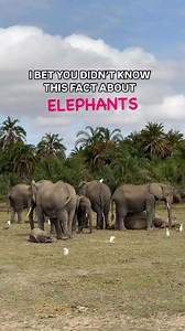221K views · 3.9K reactions | When baby elephants sleep the mothers...
