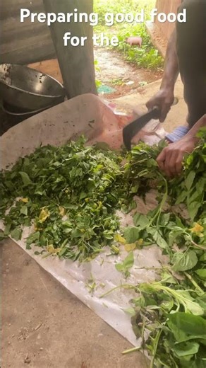 #pig #pigbreeding #farming #pigfarming