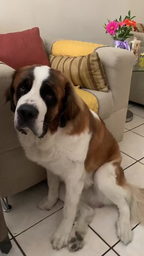 Calm and Cozy Moments with a Saint Bernard Dog