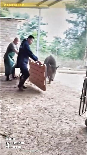 家畜を守る使命！防護板を駆使した野生イノシシの安全な捕獲作戦#farmlife #farmer #animals #rurallife