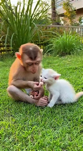 Caring Monkey Nurtures Its Little Cat Friend