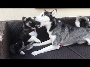 My huskies meeting for the first time was a Disaster!!