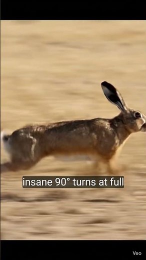 Faster than a Dog? 🐇 The Incredible Brown Hare