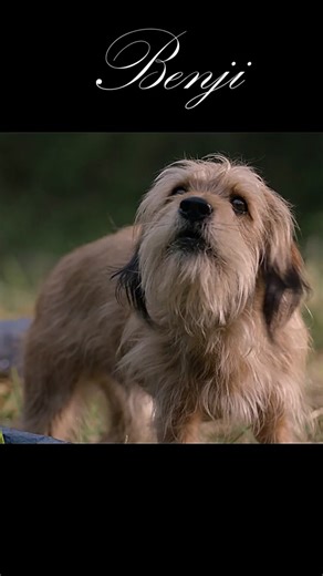 Benji Movie Dog - The Heartwarming Story of a Lovable Canine Hero