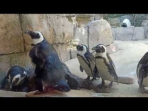 Dallas Zoo full tour - Things to do in Texas