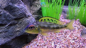 Callochromis macrops is a species cichlid endemic to Lake Tanganyika where it is found over sandy bottoms. | Cobalt Aquatics