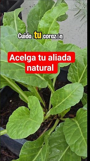 Check out its benefits ☝️ #foryou #healthyfood #fyp #fy #health #garden #medicinalplants #vegetab...