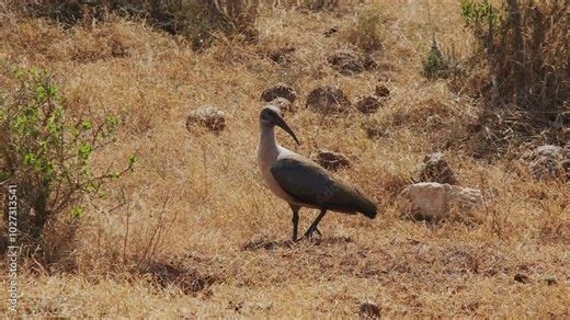Hadeda Ibis, Hagedash bird standing in the dry grass, looking around and calling for a female mate. Wildlife in National park in South Africa