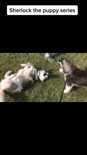 Puppy Sherlock and his late brother Sky, learning to dog. #dogs #Sherlockthehusky #Skythehusky #sherlockthepuppy #puppy #dog #aww #cute #funny #adorable #fluffy #cutenessoverloaded #floof #playingdogs #huskies #husky #huskoesoftiktok