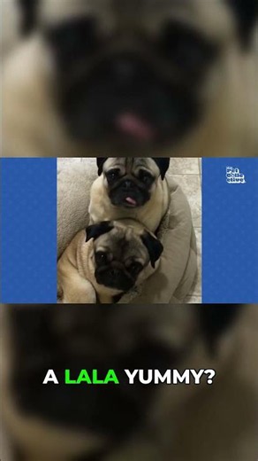 Pugs tilting their heads like confused babies #dog #funny #cute