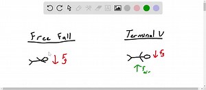 Why does a person in free fall experience weightlessness, while a person falling at terminal velocity does not? | Numerade