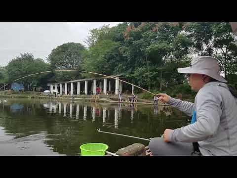 Herabuna fishing with a super soft and thin rod-full of hand sensation