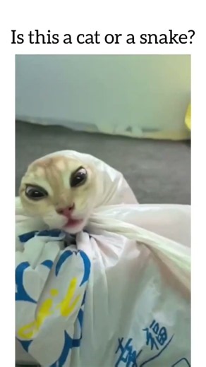 Is this a cat or a snake