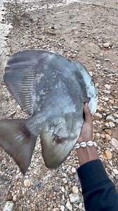 Tangkap ikan besar di sungai😱 #vlog #alam | Rival Amir