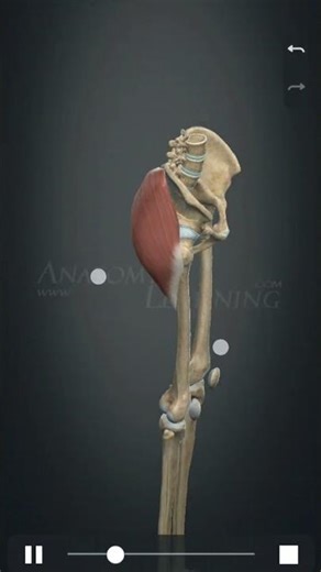 Gluteus Maximus Muscle #new #anime #anatomy #war #science #gym #fitness #trend #news #warzone