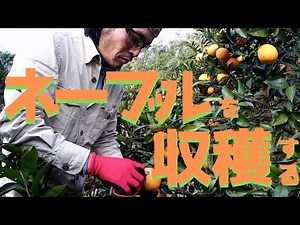 farmhousemidori picking navel orange in japan！
