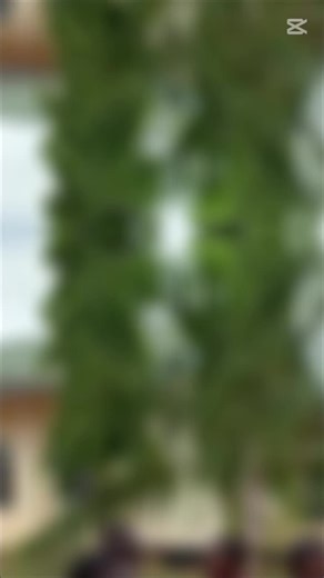 rabbit (@tadarabbit)’s videos with original sound - rabbit