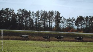 Cows walk along the road moving cows