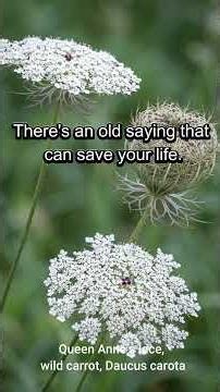 Identifying Queen Anne’s Lace: Ecology, Morphology, and Historical Medicine