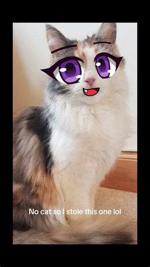 Sorry for stealing the cat photo 😭
