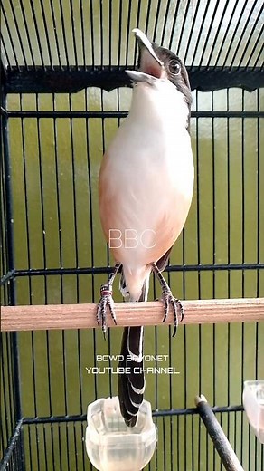 CENDET SIAP TEMPUR #cendeters #pancingancendetagarbunyi #cendetpetir