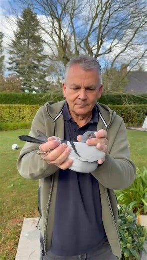 🏆 Patrick Vervloesem – Champion of the National Races 🇧🇪 ✈️ (500–700 km)! 🔥 Today we present the #1 🥇 & #2 🥈 of his running auction 🕊️ ⏰ Ending Sunday, 09 November 2025 at 1 p.m. 🍀 Good luck! 💪✨ | Amazing Wings