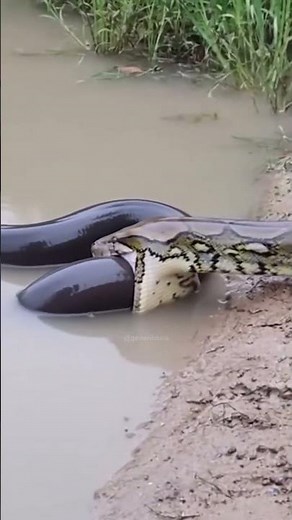 Electric eel vs python 🤯😳