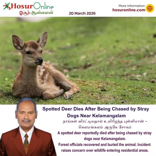 Spotted Deer Dies After Being Chased by Stray Dogs Near Kelamangalam. நாய்கள் விரட்டியதால்!