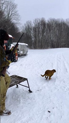 Winter Duck Dog Training! Remember to train like we hunt! #retrievertraining #gundogtraining