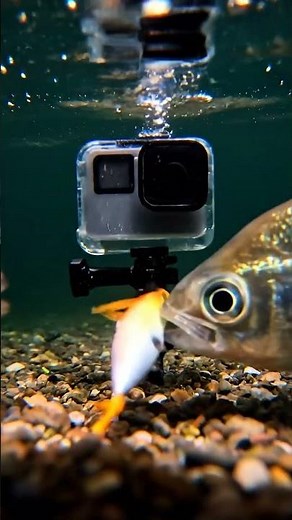 🤯 Underwater Fishing in USA Ocean! You WON'T Believe What We Caught! 🎣🌊