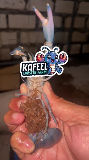 kafeel lobster farm on TikTok
