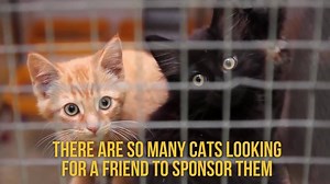 785 reactions · 106 shares | Even summer nights are cold when you have no one to love you. Can we count on you? | Cats Protection | Facebook