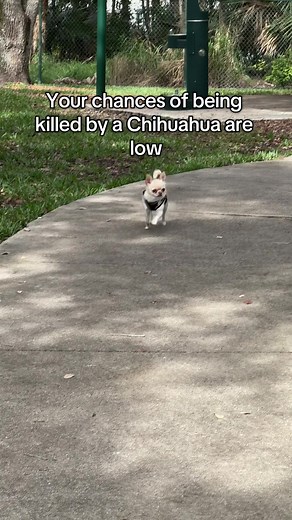 Understanding Chihuahuas: The Truth About Their Behavior