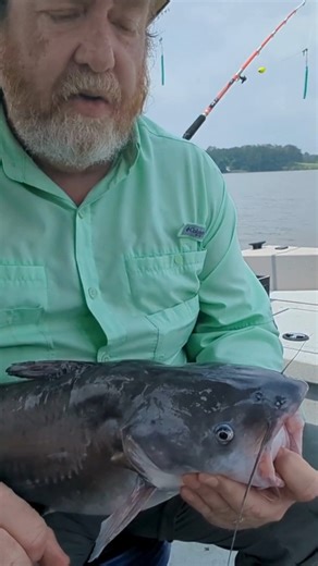 49K views · 746 reactions | Want to level up your catfishing game?...