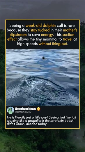 MICRO DOLPHIN LEARNS TO JUMP