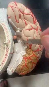 Identifying cranial nerves on a brain model.