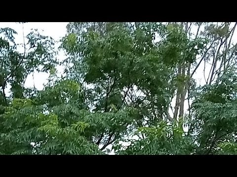 #188live Australian Birds in Song White Noise for Relaxation, Study & Focus | Calming Nature Sounds