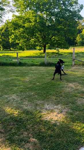 Toastie can’t help himself—he’s so excited about all the toy testing he's been doing! Today he was playing with the GorPets Rabbit Toy. #kentgreyhoundrescue #rescuedog #rescuedogsofinstagram #rescuedogsrock #rescuedogs | Kent Greyhound Rescue