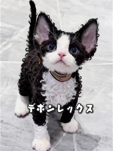 デボンレックス 子猫の魅力とは？購入前に知るべき特徴
