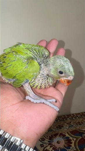 Cute Baby Parrot 😊❤️ #parrot #babyparrot #cuteparrot