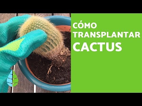 How to TRANSPLANT a CACTUS and When to do it