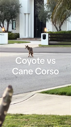 Coyote vs Cane Corso: A Wild Encounter