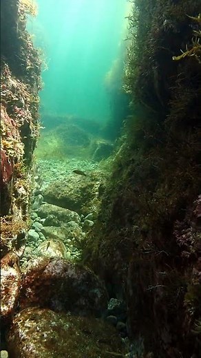 ６月の越前海岸は幼魚達で賑やかになってきましたね～♪ 【なぎさひろい】愛知から日帰り送迎付きで福井県越前町にビーチファンダイビングツアー♪