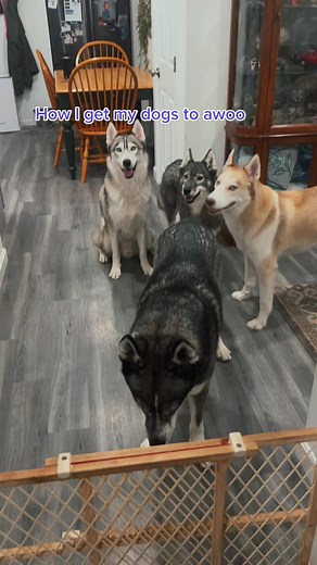 How to Teach Your Dog to Howl Successfully