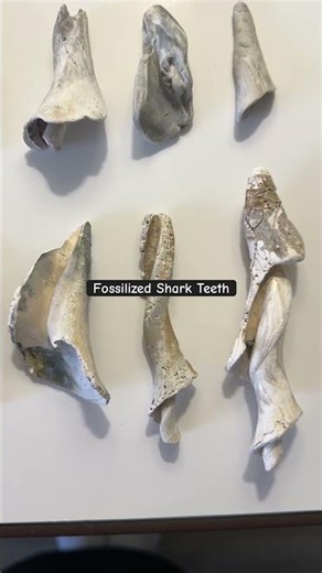 Shark Tooth Hunter personally discovered 15 fossilized shark teeth dating back to 23-5 million years