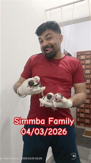 Simmba Family 🐯 #love #song #shistzu #dog #dogshorts #simmba