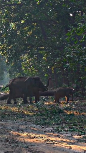 Jim Corbett Elephant Family 🐘 #elephant #shorts #ytshorts #shortsfeed #animals #jimcorbett #viral
