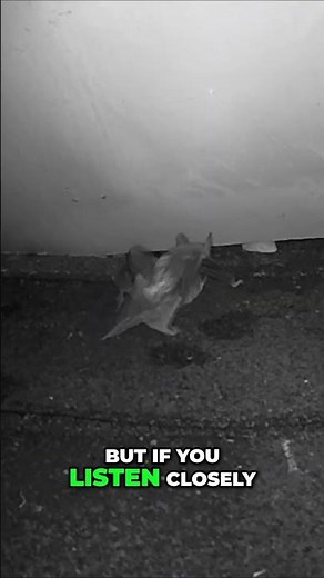 What Do Bats in Your Attic Sound Like? 🦇🔊 | Rochester NY Wildlife Removal